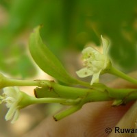 Erythroxylum novogranatense (D.Morris) Hieron.